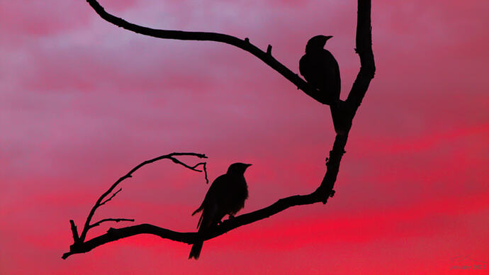 Birds at Sunset.resized