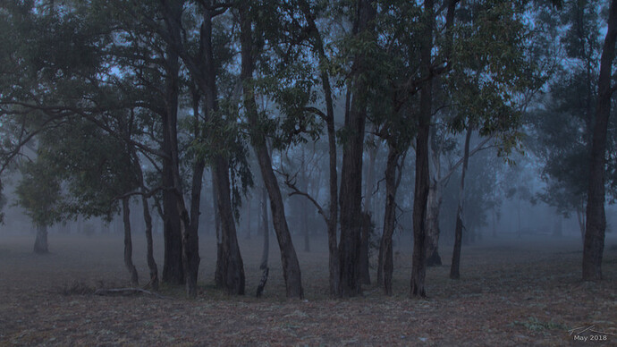 A Stand of Trees on a Foggy Morning at Miles.resized